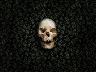 human skull, skull, death, vampires, spooky HD wallpaper