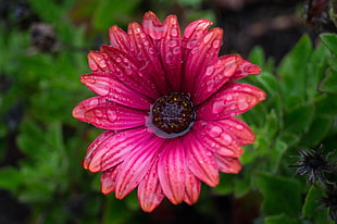 water droplets on pink Osteospermum focus photography HD wallpaper