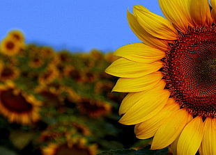 shallow focus of yellow sunflower