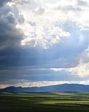 blue sky cloudy green field photo, olive groves, volubilis, morocco