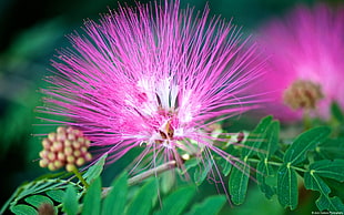 pink powder puff flower in closeup photography