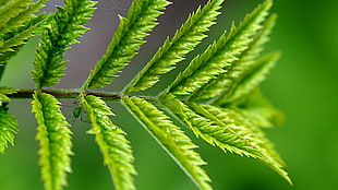 close-up photo of green insect in fir leaf
