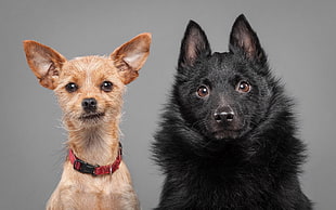 black Swedish Lapphund puppy and tan Chihuahua puppy