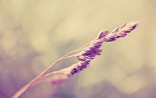 macro photography of brown plant
