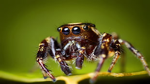 closeup photography of brown jumping spider, spider, Jumping Spider, animals, insect