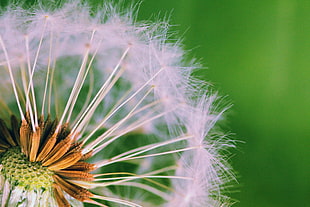 Closed Up Photograph of Dandelion Seeds HD wallpaper