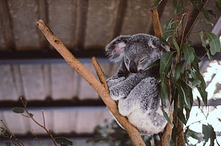 gray Koala bear, Koala, Eucalyptus, Tree