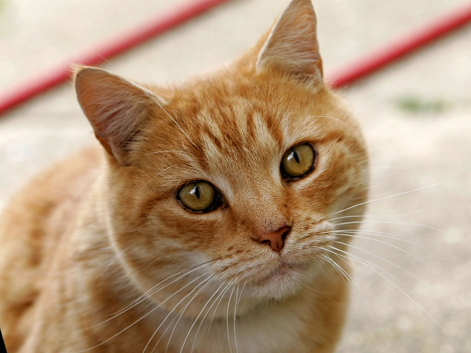 ginger tabby cat HD wallpaper