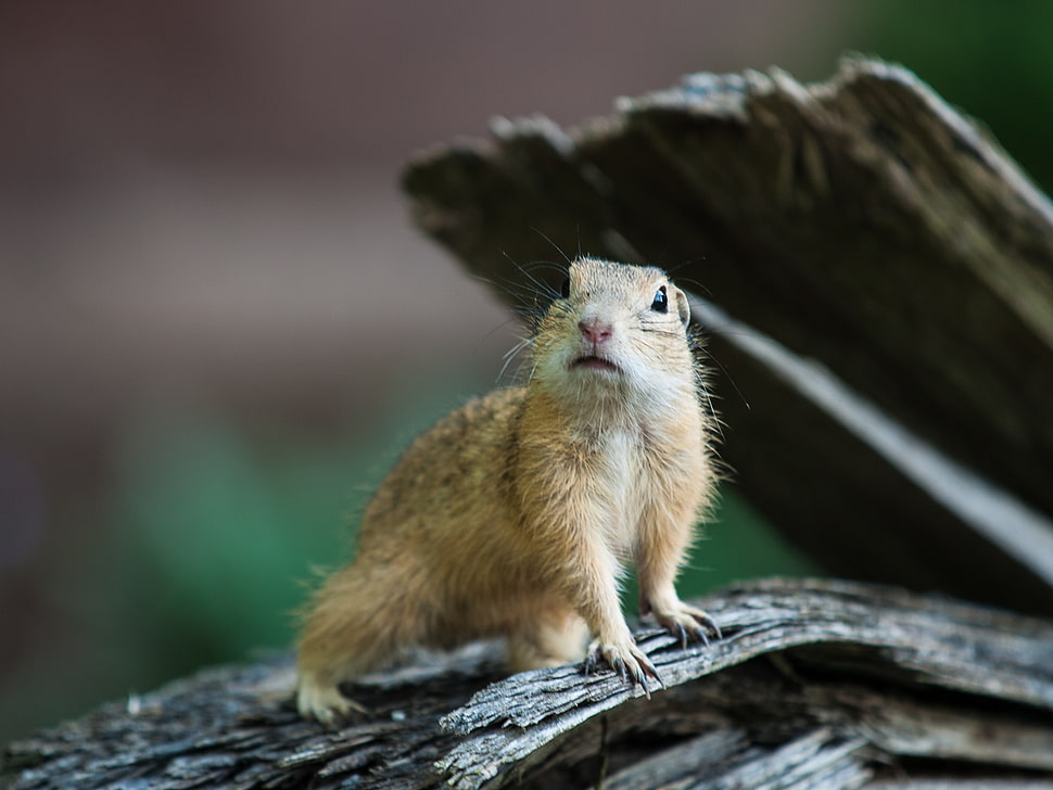 brown squirrel on gray wooden surface, ground squirrel HD wallpaper