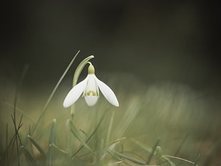 shallow focus photography of white 3-petal fdlower