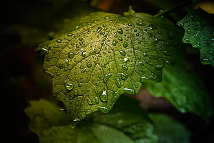 closeup photography of green leaf with droplets of water