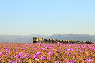 field of pink flowers and train at distance under calm sky, atacama