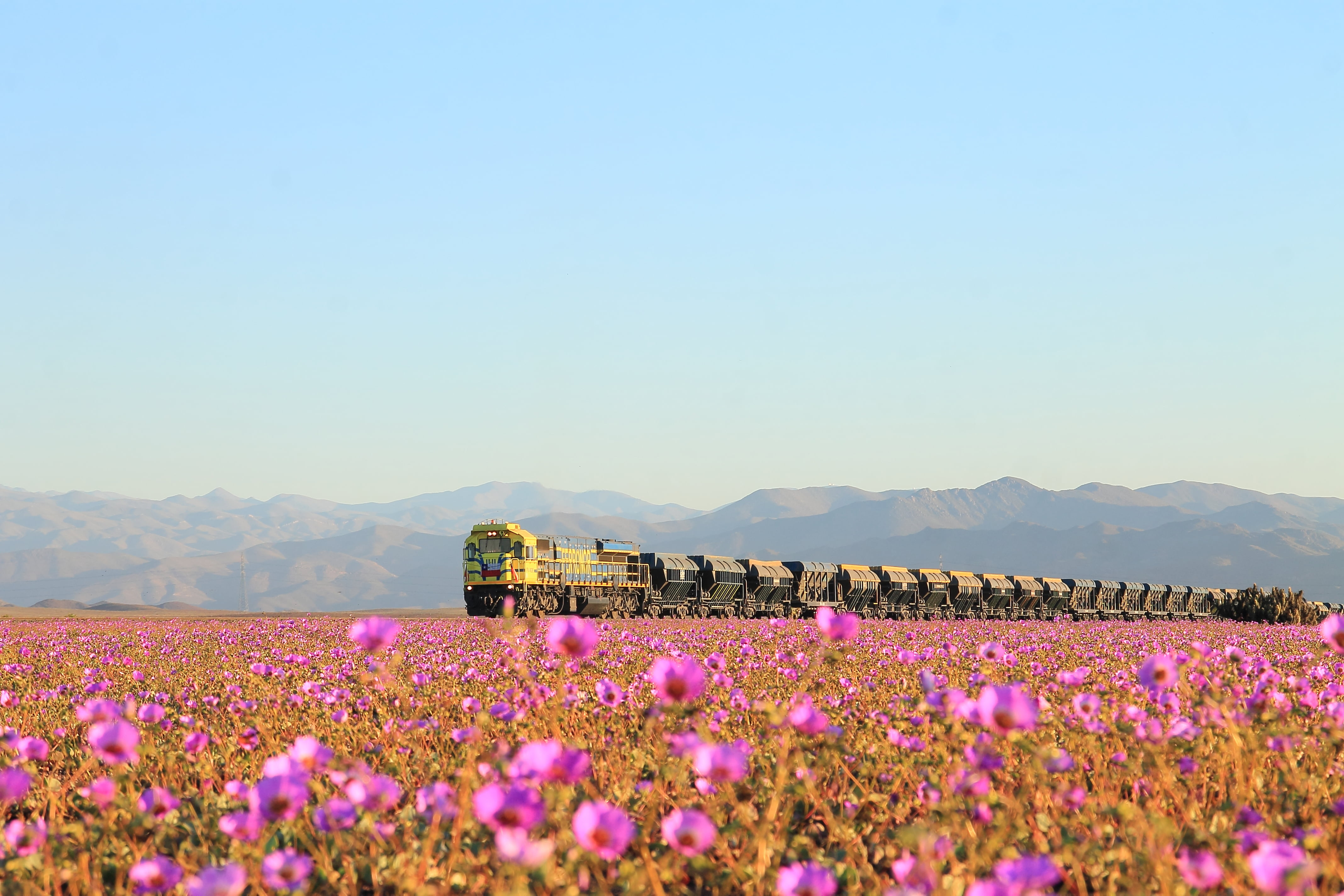 field of pink flowers and train at distance under calm sky, atacama