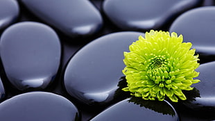 green Chrysanthemum flowers on black stones