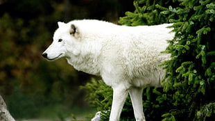 white wolf, wolf, animals