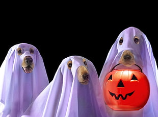 three dogs with ghost costume with jack-o-lantern at night