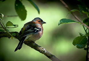 brown and black sparrow, animals, birds, vignette, twigs