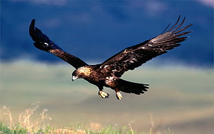 black and brown hawk, animals, eagle, closeup, birds HD wallpaper