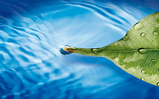 photography of dew on leaf floating on water