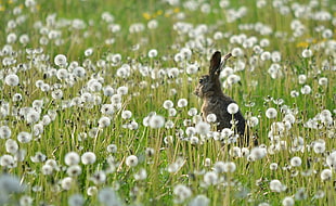 gray hare in field of white dandelions HD wallpaper