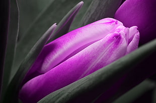 selective color photo of purple petaled flower