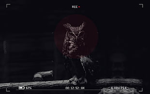 black owl screenshot, camera, owl, digital art, animals
