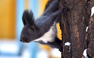 black animal on brown trunk
