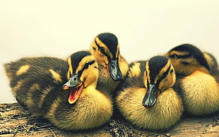 four brown-and-black ducklings