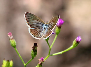 shallow photography of a butterfly on a flower, zizina otis, bali, lampa