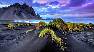 green grass, black sand, beach, Iceland, sea HD wallpaper
