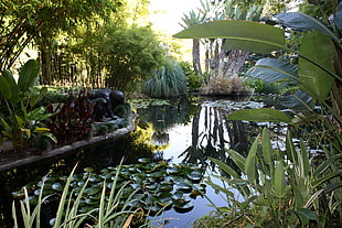 photo of green plants and pond