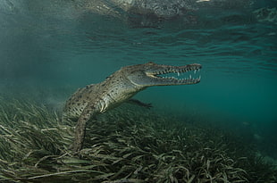 gray alligator, animals, nature, crocodiles HD wallpaper
