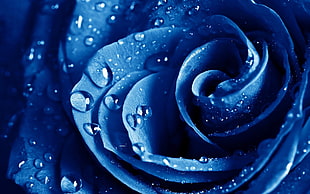 close-up photo of blue clustered petaled flower