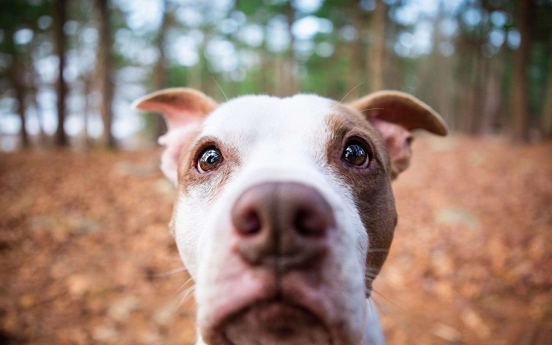 adult white and tan American pit bull terrier surround by trees on focus photo