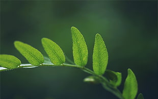 shallow photography of green leaves HD wallpaper