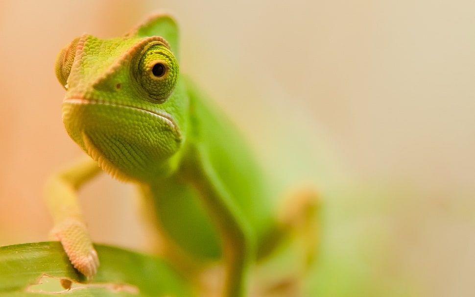 selective focus photography of chameleon HD wallpaper