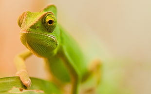 selective focus photography of chameleon