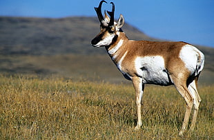 brown and white deer buck