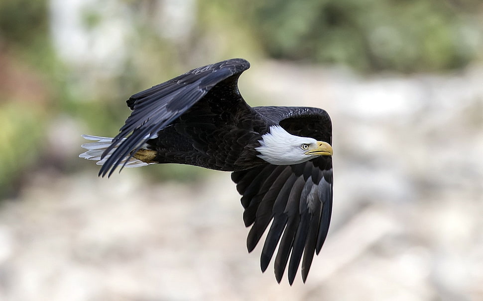 black and white eagle HD wallpaper