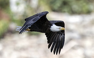 black and white eagle