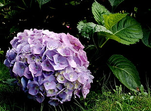 purple petaled flowers closeup photo
