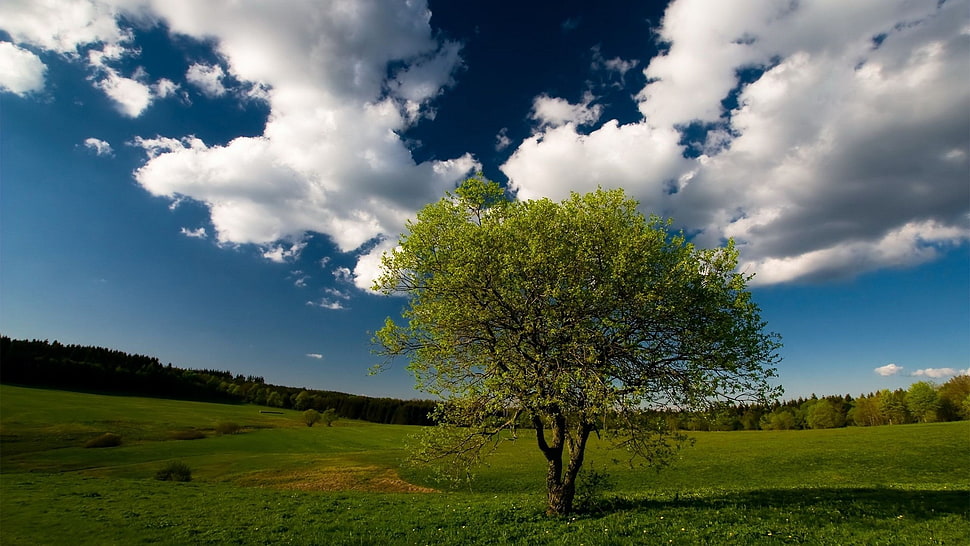 green leaf tree, nature HD wallpaper