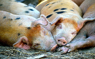 four brown-and-black pigs lying on gray ground