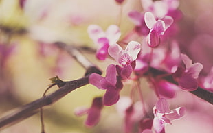 close-up photo of cherry blossom
