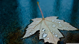 gray maple leaf, nature, macro, leaves, water drops