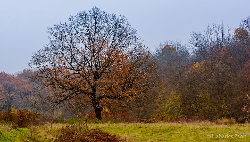 bare tree, forest HD wallpaper