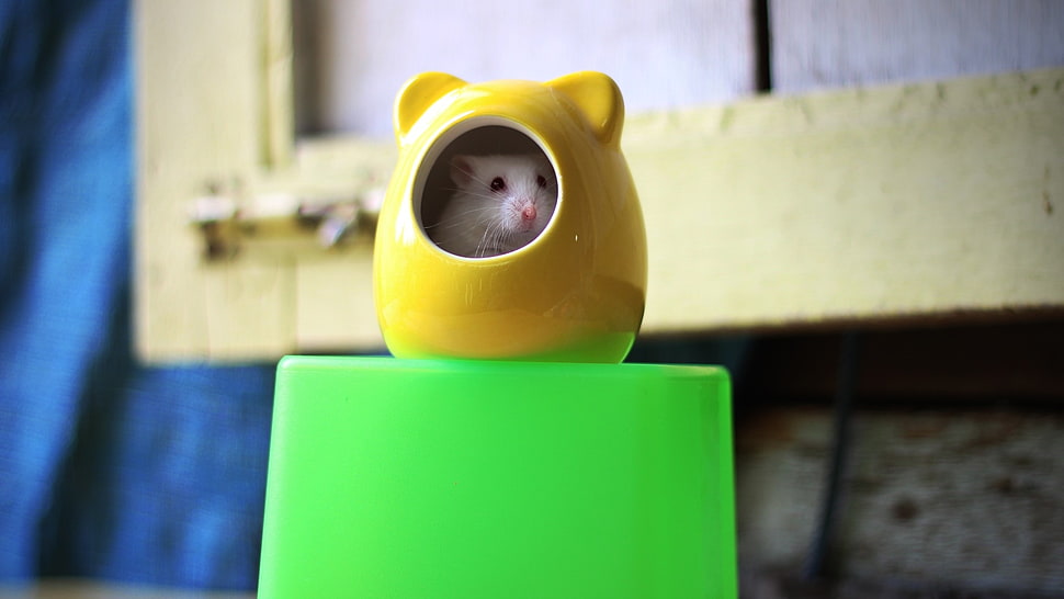 white hamster inside yellow ceramic hamster shape bowl HD wallpaper