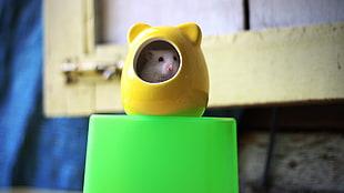 white hamster inside yellow ceramic hamster shape bowl
