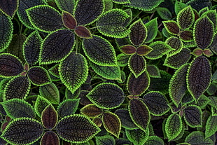 green plant, macro, leaves, plants, green HD wallpaper