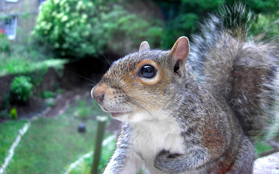 squirrel tilt shift photo HD wallpaper